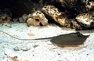 Atlantic stingrays (Hypanus sabinus) are found in marine, brackish, and freshwater environments along the Southeastern United States coast.
