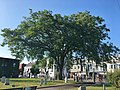 American elm at Milk Row Cemetery in Somerville, Massachusetts (August 2019)