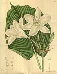 Urceolina × grandiflora