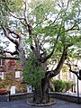 Nettle tree at Fox-Amphoux
