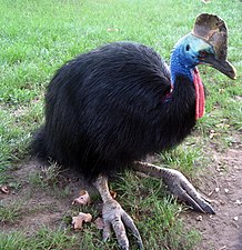 The southern cassowary, a flightless ratite native to Indonesia, New Guinea and northeastern Australia[1]