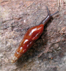 snail with red-brown shell
