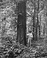 Old growth honeylocust tree in Tennessee, US, 1941