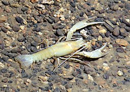 A Cave Crayfish of the species Orconectes pellucidus.