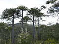 Mixed forest of Araucaria and coigüe in Nahuelbuta National Park, Chile