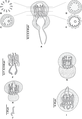 Drawings of male copulatory organ