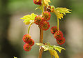 Blütenstände der Morgenländischen Platane (Platanus orientalis)