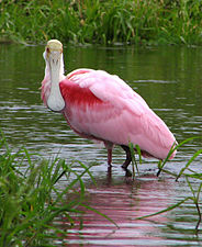 A Roseate spoonbill in Myakka River State Park in Florida. Its pink color, like that of the flamingo, comes from the carotenoid pigments in its diet.