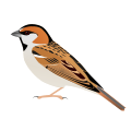 Saxaul Sparrow, subspecies stoliczkae
