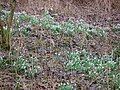 Drifts of Snowdrops and other plants show the antiquity of these woods