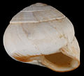 globose shell of Sphincterochila candidissima
