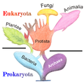 Image 30Phylogenetic and symbiogenetic tree of living organisms, showing a view of the origins of eukaryotes and prokaryotes (from Marine fungi)
