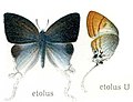 Underside on right, from Adalbert Seitz's Macrolepidoptera, 1915