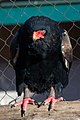 A Bateleur blinking showing off the nictitating membrane
