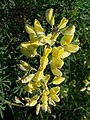 Inflorescence of Lupinus arboreus (Yellow bush lupin)