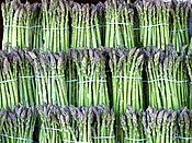 A multitude of cultivated asparagus bundles
