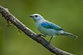 Blue-gray tanager