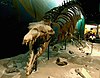 Basilosaurus cetoides fossil skeleton from Alabama