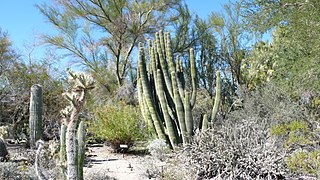 Kaktus-Panorama