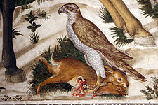 Falcon and hare