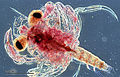 Image 27Crab larva barely recognisable as a crab, radically changes its form when it undergoes ecdysis as it matures (from Arthropod exoskeleton)
