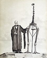 Skeleton of the extinct moa from New Zealand alongside Richard Owen. Moa exhibited insular gigantism, small brain size[9] and complete loss of wings including the stylopod element.[9]