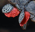 Details der Flügel mit den roten Hinterflügel