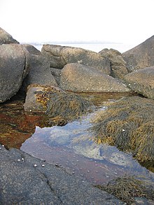 Picture of seaweed on rocks in the intertidal zone in Maine