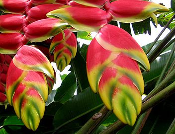 Colombia has the largest amount of Heliconia species worldwide