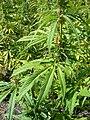Image 6A male hemp plant (from Cannabis)