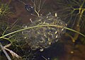 Newborn tadpoles hatching from frogspawn