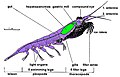 Image 1Body structure of a typical crustacean – krill (from Crustacean)