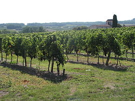 Vineyard and the church of Mescoules
