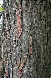Bark and trunk