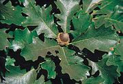 Leaves and acorn