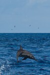 Spinner Dolphin in the Indian Ocean