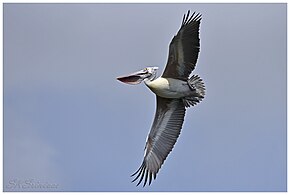 Spot-billed pelican in flight
