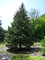 White fir in garden environment at Minnesota Landscape Arboretum