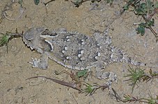 Coast horned lizard (P. coronatum) (25 April 2009)