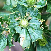 The bud is surrounded by eight leaves and is covered with light green, polygonal patches surrounded by white space.