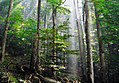 Image 17Old-growth European beech forest in Biogradska Gora National Park, Montenegro (from Old-growth forest)