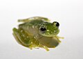 Image 16Powdered glass frog, Cochranella pulverata, Centrolenidae, Honduras to Ecuador (from Tree frog)