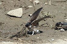 Bird with blue head, brown wings and white underparts on the ground pulling up muddy grass with its wings spread. Another such bird is to the right, with its beak, also pulling up grass.