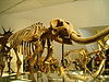 Mastodon fossils