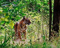 A Bengal tiger in Mudumalai National Park, India