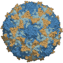 A type 3 poliovirus capsid coloured by chains