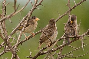 Females in breeding plumage with yellow bills, South Africa