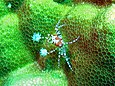 Die Krabbe hat einen weiß-braunen Körper und grünlich-durchsichtige Beine mit schwarzen Ringen.