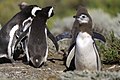 Magellanic penguins by their burrow in Cape Virgenes