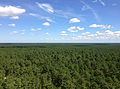 View north from a fire tower on Apple Pie Hill in the New Jersey Pine Barrens. The vast pine forest is almost entirely made up of Pinus rigida.